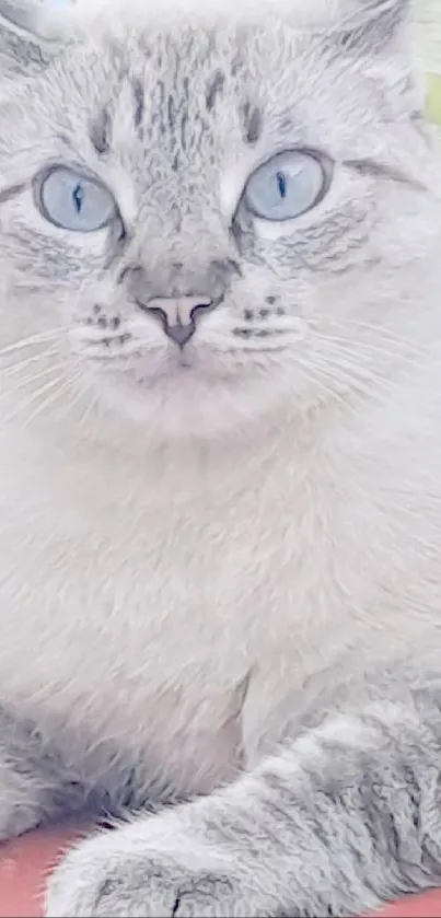 Blue-eyed cat lying outdoors with a fluffy coat and serene expression.