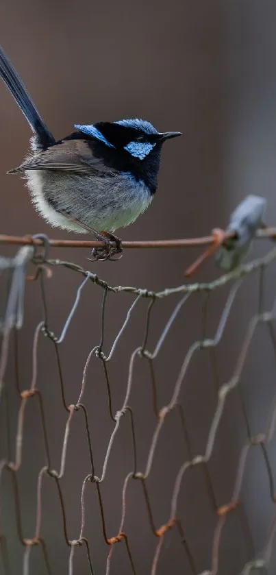 Blue wren perched on rustic wire fence with soft focus background.