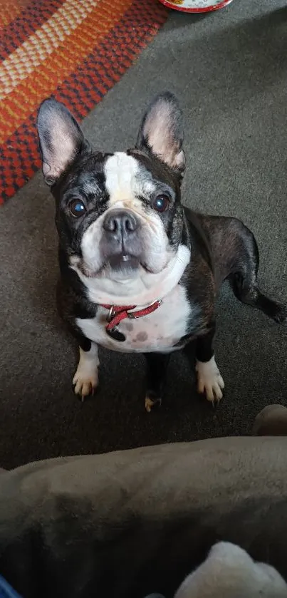 Adorable Boston Terrier sitting on a rug, looking up charmingly.