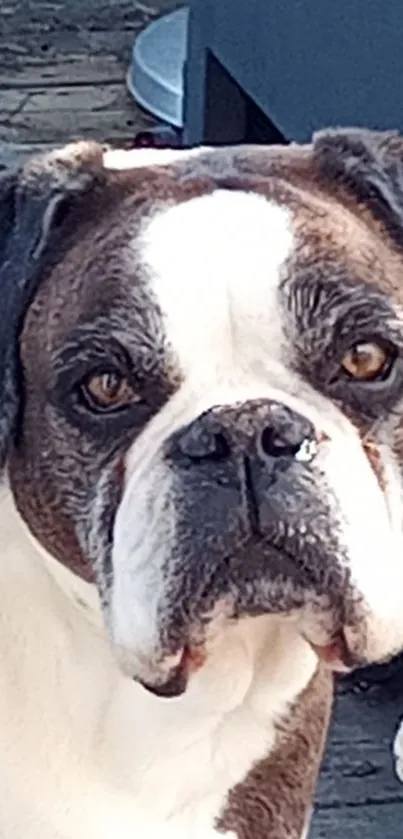 Charming close-up of a Boxer dog with a loyal look.