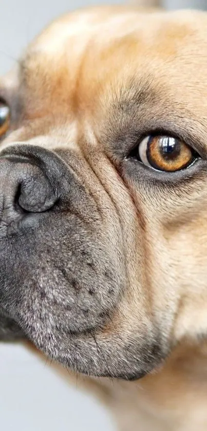 Close-up of a charming bulldog’s face with expressive eyes.