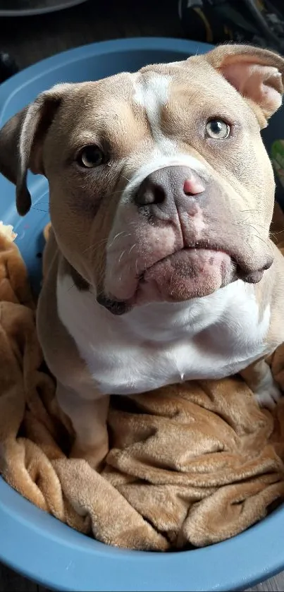 Bulldog resting in a cozy blue bed with toys nearby.