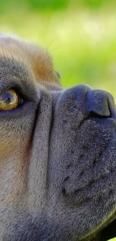 Close-up of a bulldog with a green nature background.