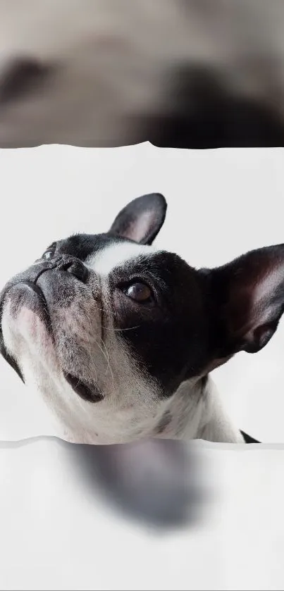 Charming black and white bulldog looking up on white background wallpaper.