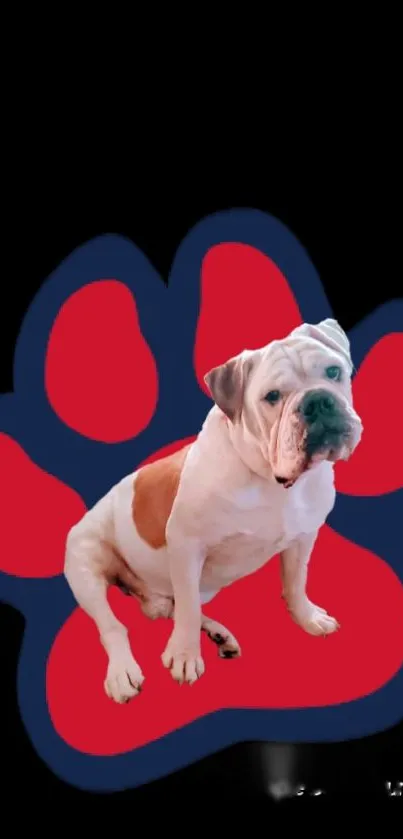 Bulldog sitting on a red paw print design on a black background.