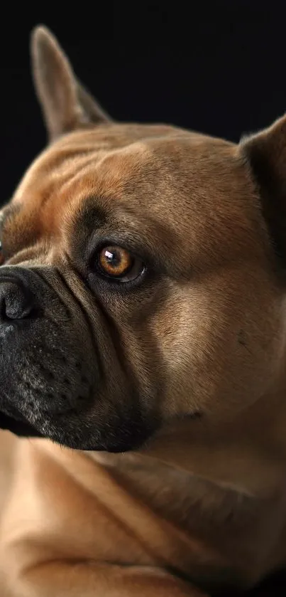 Close-up portrait of a resting bulldog with a calm expression and brown fur.