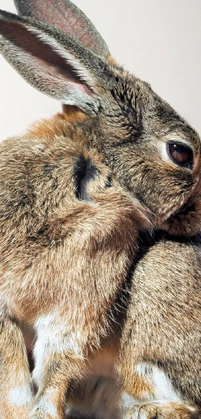 Charming brown bunny looking backward, displaying its fluffy fur.