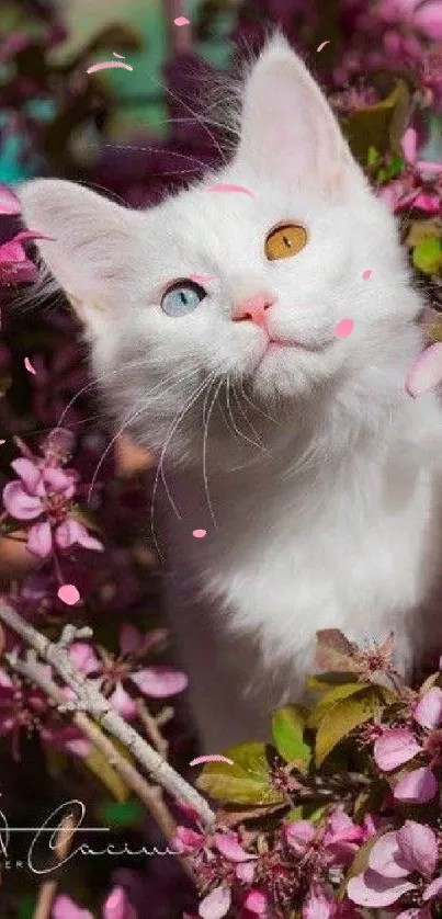 White cat with different eyes among pink flowers, serene and beautiful.