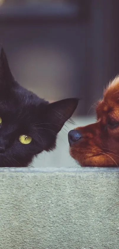 Black cat with dog close-up wallpaper.