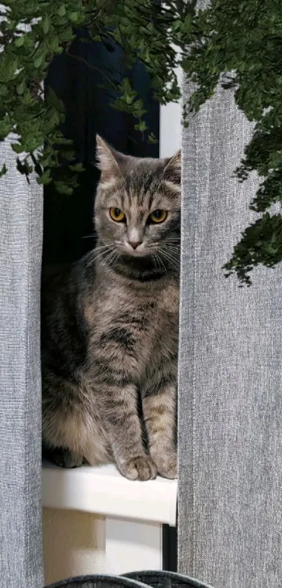 Gray cat peeking between curtains, with green foliage.