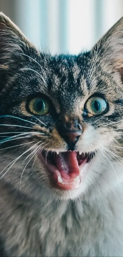 A charming gray cat sitting by a window with a playful expression.