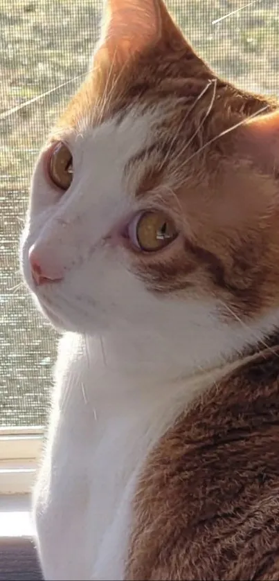 Charming orange and white cat sitting by a sunlit window.