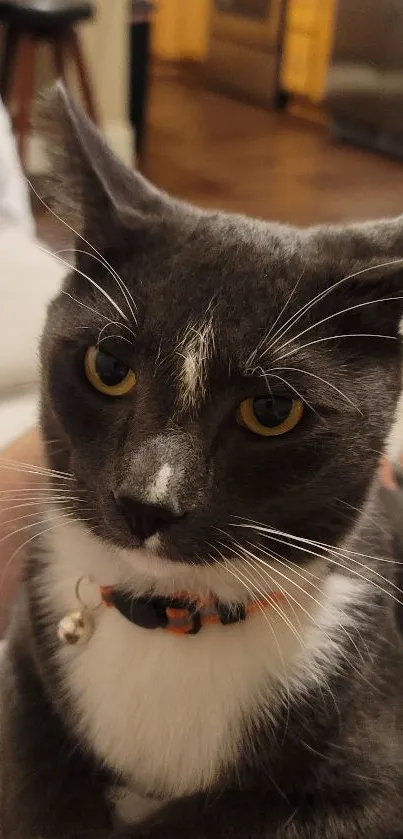 Close-up image of a gray and white cat with yellow eyes and orange collar.