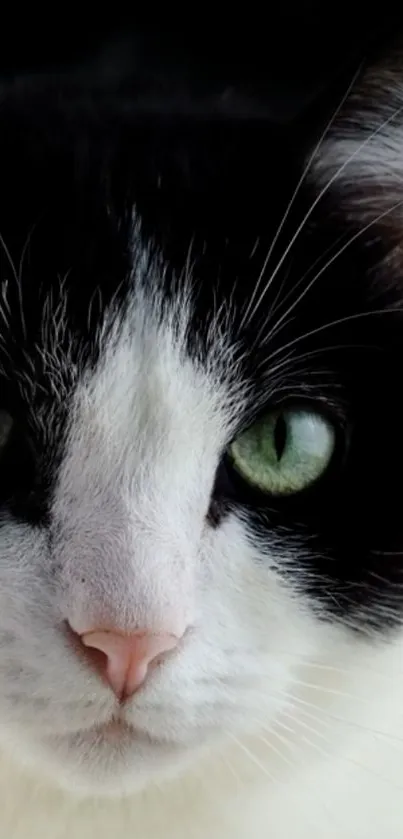 Charming close-up of a black and white cat with striking green eyes.