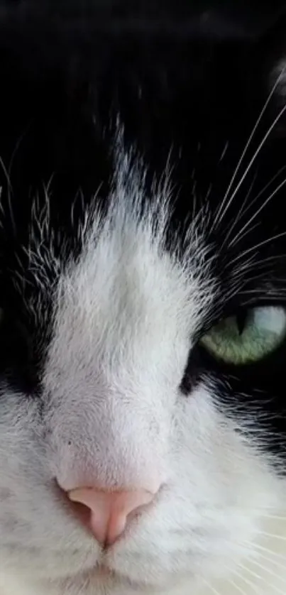 Close-up of a black and white cat with green eyes, ideal for mobile wallpaper.