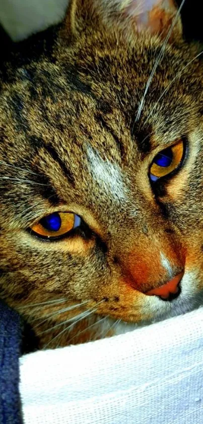 Close-up of a cat with brown fur and captivating eyes.