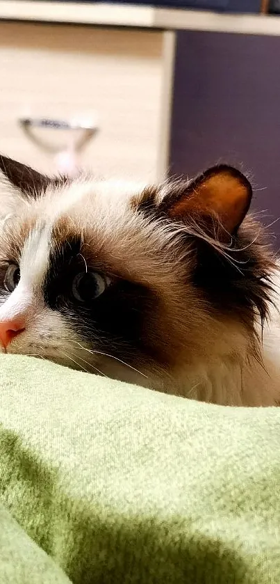 Cute cat lying on a green blanket in a cozy room.