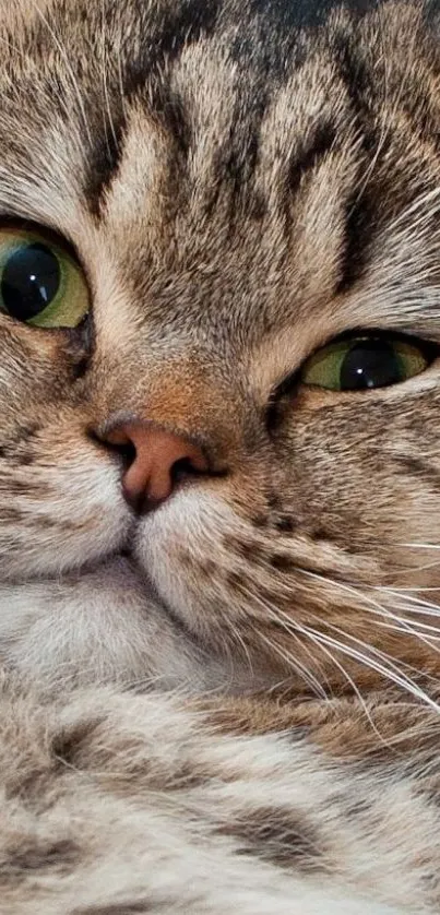 Close-up of a cat with green eyes and brown fur for mobile wallpaper.