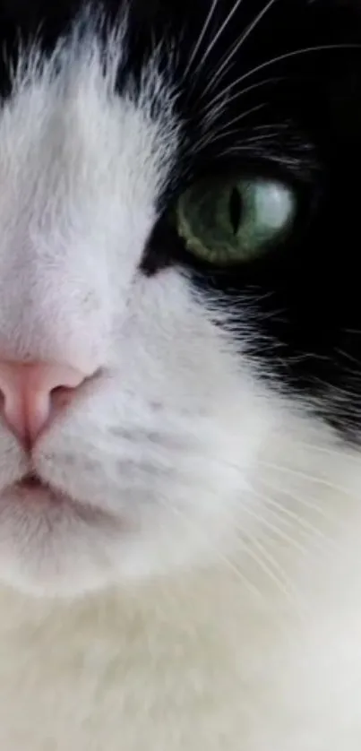 Close-up of a black and white cat with green eyes in a mobile wallpaper.