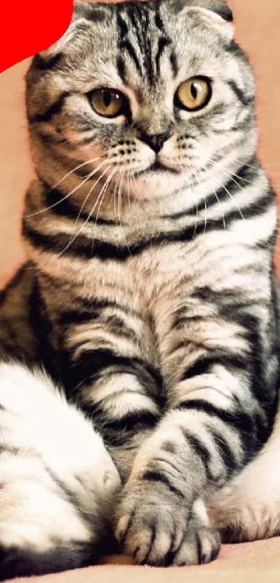 Scottish Fold cat with red heart on beige background.
