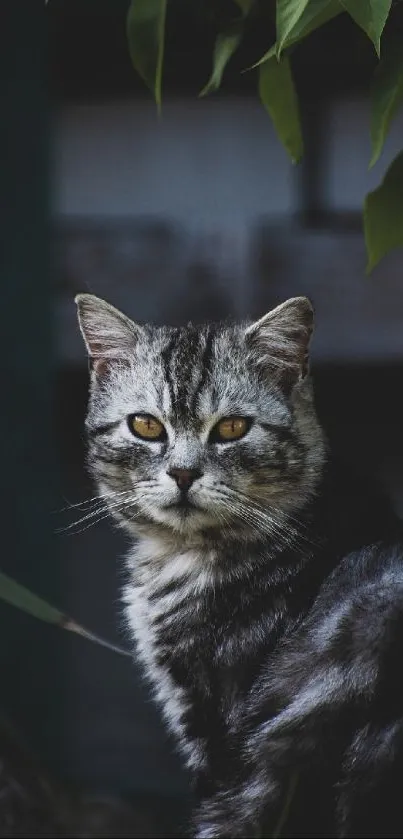 Gray tabby cat with yellow eyes in a natural backdrop.