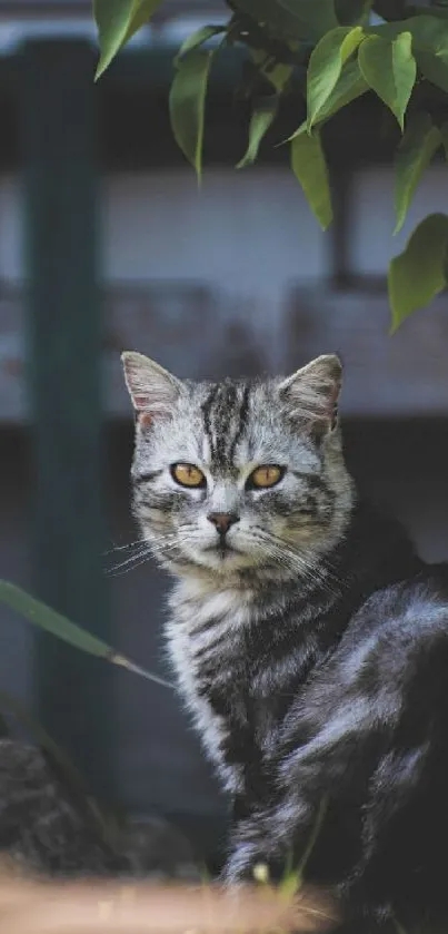 A tranquil tabby cat sits among green leaves in a natural setting.