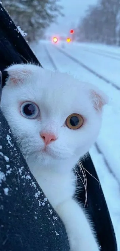 White cat with unique eyes in snowy setting.