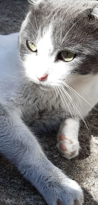 Gray and white cat basking in sunlight.