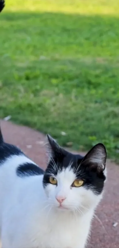 Black and white cat standing in a sunny park setting.