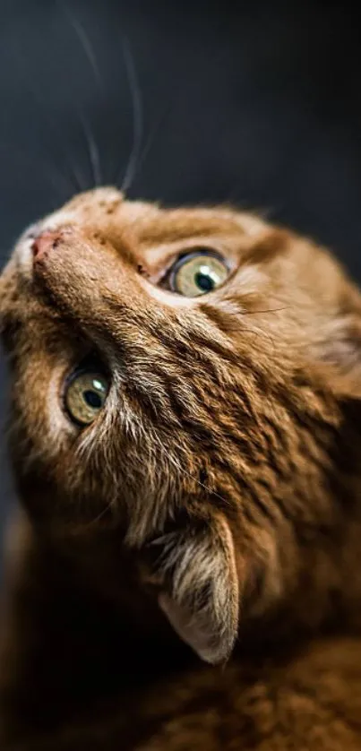 Ginger cat with green eyes on dark background, mobile wallpaper.