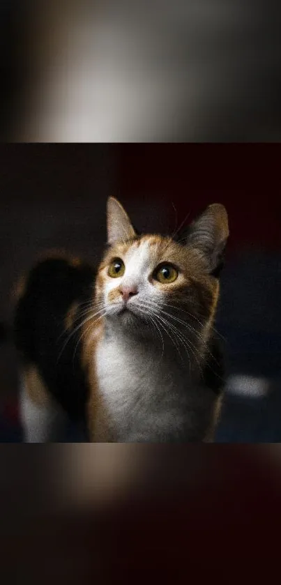 Adorable cat staring curiously in a dark-themed mobile wallpaper.