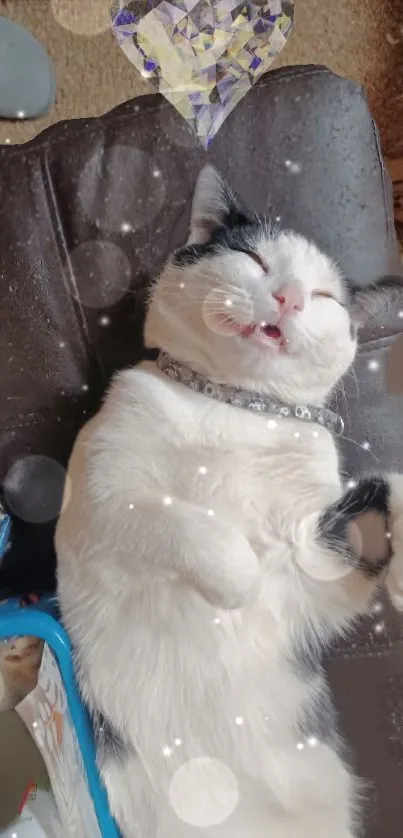 Cute black and white cat napping on a cushion with bubbles.