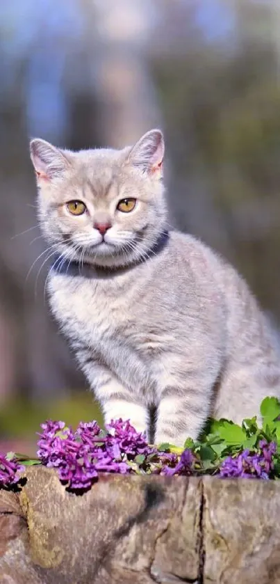 Cute cat on a stump surrounded by vibrant purple flowers.