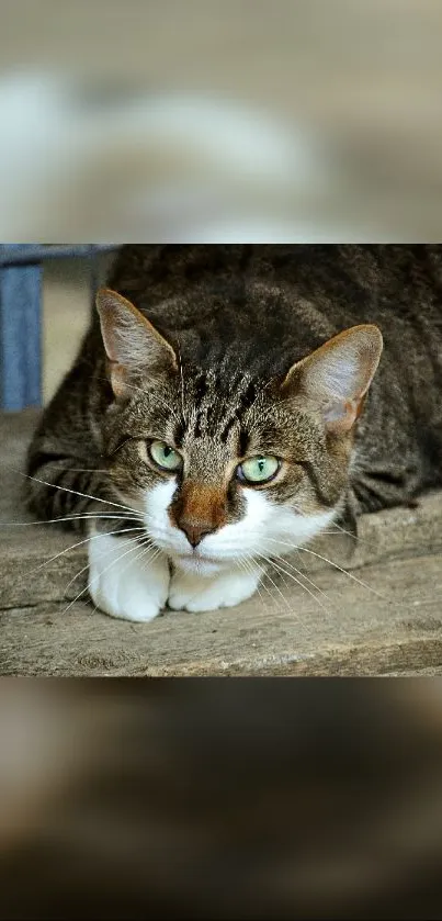 Tabby cat resting on a stone surface, showcasing its striking green eyes.