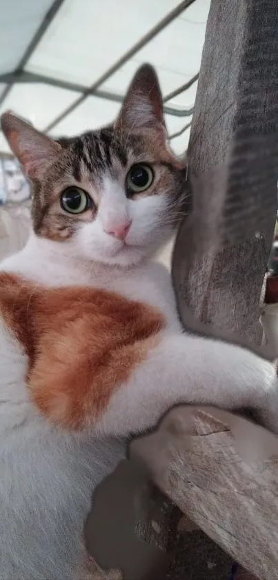 Adorable cat with tricolor fur perched on a wooden ledge looking curious.