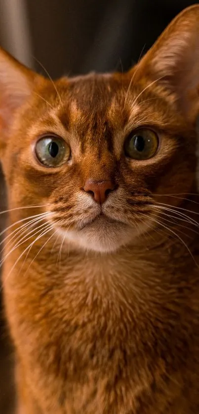 Charming brown cat with green eyes for phone wallpaper