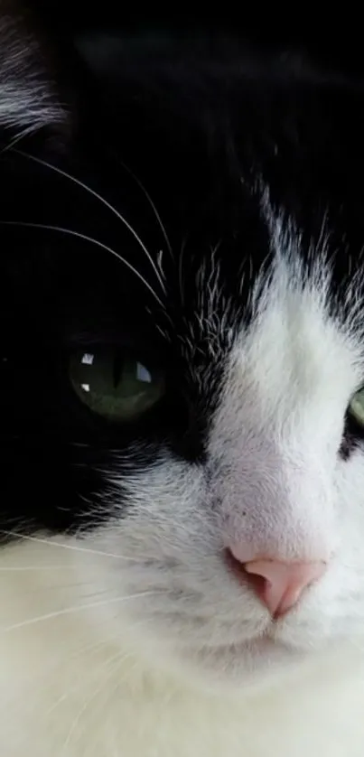 Close-up of a black and white cat with green eyes.