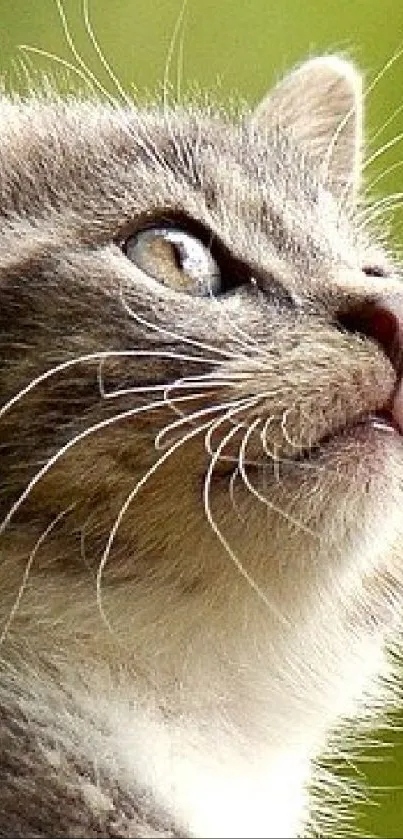 Close-up of cat with vibrant green background.