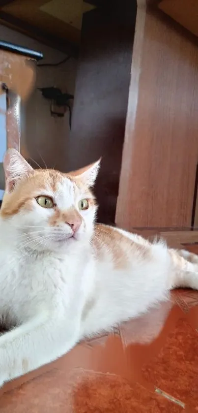 Relaxed cat lounging indoors on a brown wooden floor.