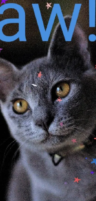 Adorable cat with amber eyes in dark gray setting.