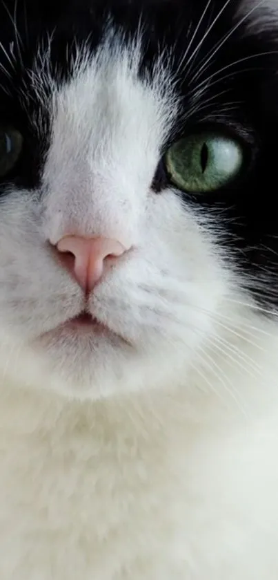 Close-up of a black and white cat with green eyes.