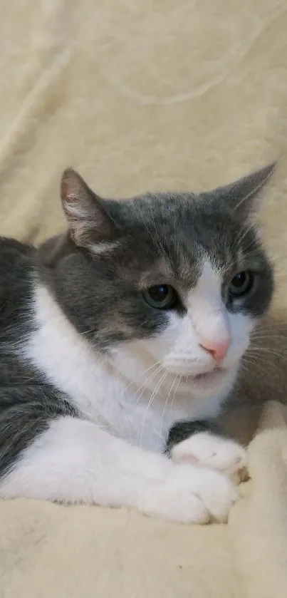 Gray and white cat lounging on a beige blanket.