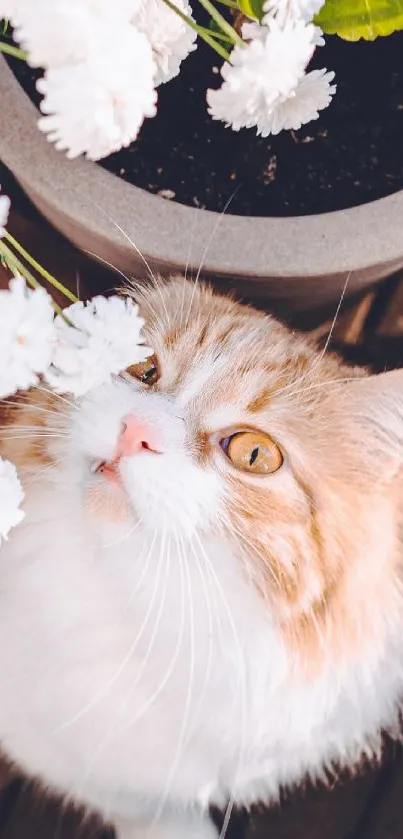 Orange cat with white flowers in cozy setting.