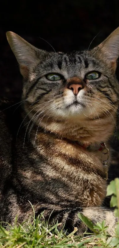 Tabby cat with green eyes relaxing outdoors in the sun.