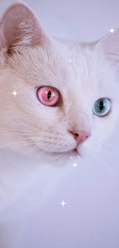 White cat with pink and blue eyes against a lavender background.