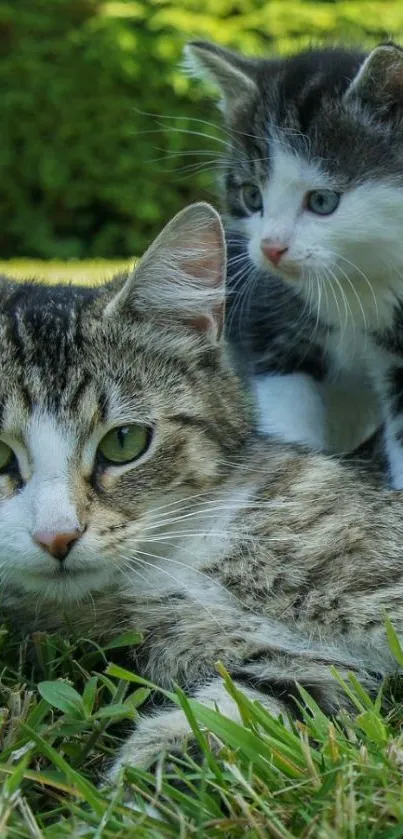 Cats resting on green grass in nature.