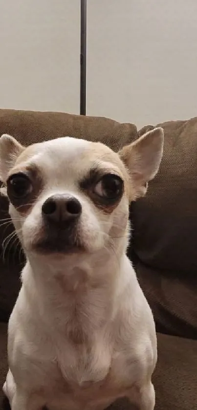 Adorable Chihuahua sitting on a brown couch.