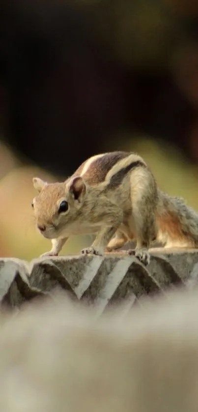 Chipmunk on stone in natural setting.