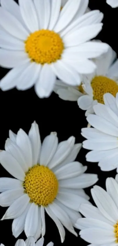 White daisies with yellow centers on black background.