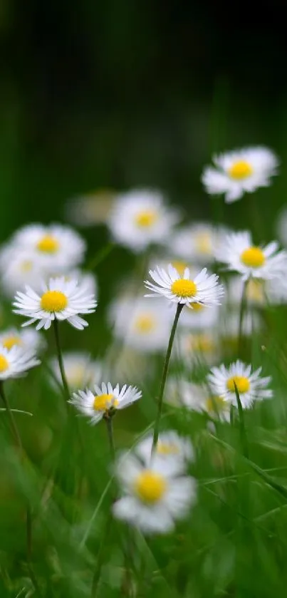 Mobile wallpaper with daisies and a lush green background.